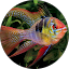 HD SD